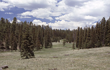 Meadows