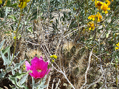 hedgehog