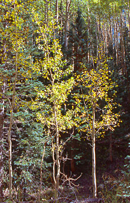 Aspen