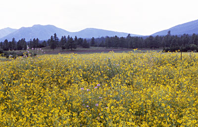 sunflowers