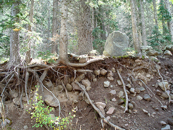 roots