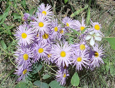 aster