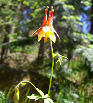 Flower_SB