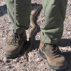 snake