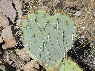 leaf