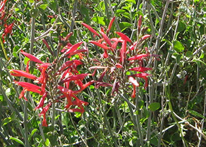 Beloperone