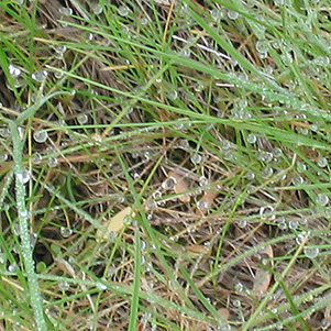 dew