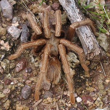 tarantula