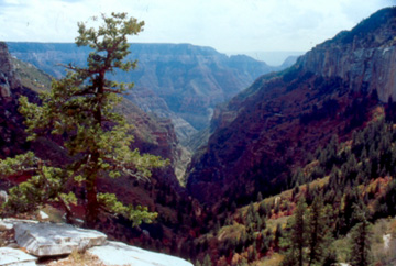 view