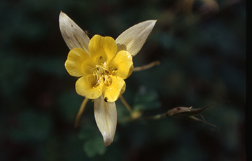 columbine